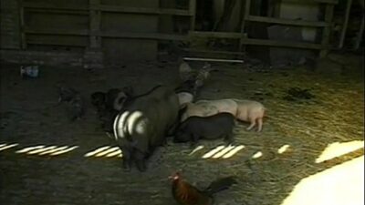Free Farm Porn