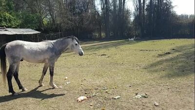 Entire Horse Cock In Pussy Zoo Porn Tube